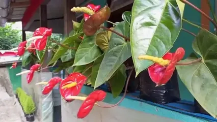 ببینید؛ غذای روستایی در نپال؛ پخت چلو کاری مرغ با برنج در دارجیلینگ
