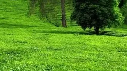 باغ چای لاهیجان