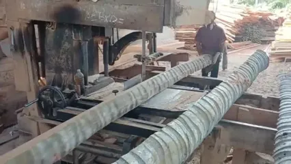 ببینید؛ فرایند برش زدن چوب درخت نارگیل برای تولید مبلمان لوکس