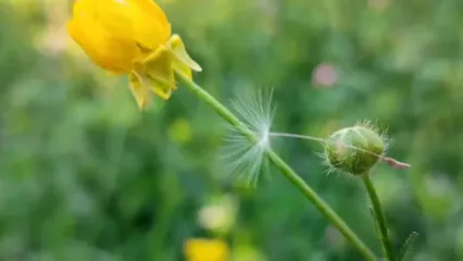 تماشای قاصدک‌ های دلربا در طبیعت بکر روستای گوشلان + تصاویر و فیلم