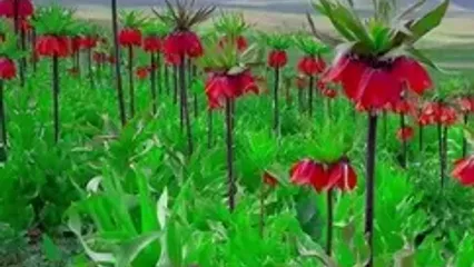 لاله‌های واژگون الیگودرز