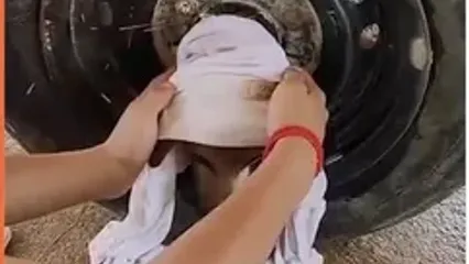 ببینید؛ عملیات نجات سگ ولگرد از داخل رینگ خودرو