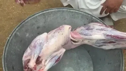 ببینید؛ غذای روستایی در پاکستان؛ پخت بریانی بره به روش آشپز مشهور روستایی