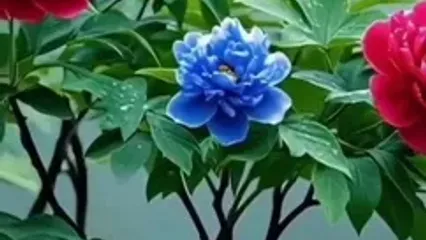 فال و طالع روزانه 22 اردیبهشت