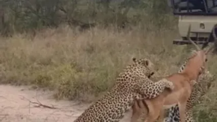 فیلم شکار ایمپالا توسط دو پلنگ