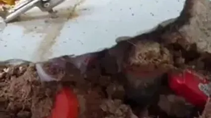 حادثه برای خوابگاه‌ دانشگاه تهران