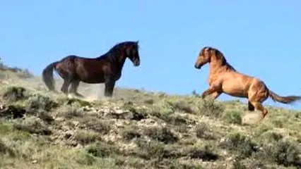 ویدئو دلبربا از کوچ بهاری اسب‌ها در استان گیلان