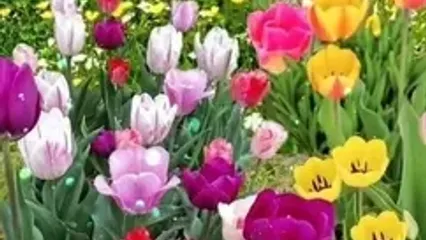 فال روزانه 21 اردیبهشت