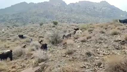 ببینید؛ غذای روستایی در ایران؛ پخت یک غذای ساده و سریع با سیب زمینی