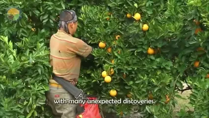ببینید؛ مراحل تماشایی کاشت، برداشت و فرآوری صدها تن پاپایا در مزارع برزیل