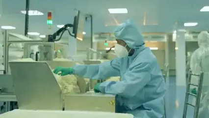 ببینید؛ فرآیند استخراج شیره درخت کائوچو برای تولید تشک طبی و دستکش
