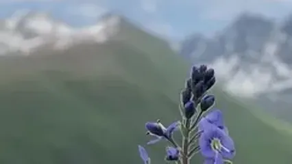 فال و طالع بینی روزانه 3 خرداد