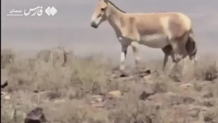 اولین گور ایرانی در سال ۱۴۰۴ در پارک ملی کویر گرمسار متولد شد