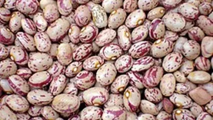 وزیر کشاورزی: روزهای آخر گرانی لوبیا چیتی است!