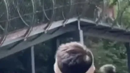 فیلم شوخی عجیب ببر با بازدیدکنندگان در باغ وحش