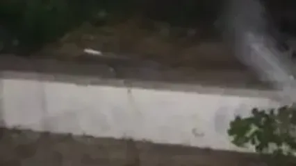 هجوم ملخ‌ها به شهر خرم‌آباد
