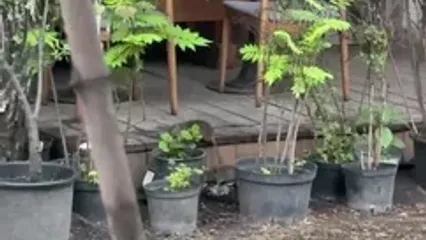 فیلم صحنه عجیـب از موش های درگیر در مسکو