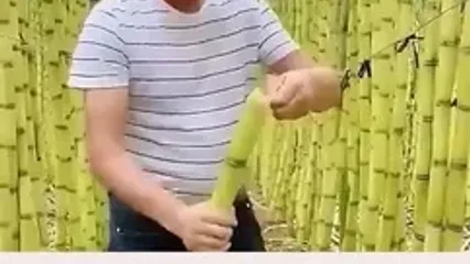 انبه ای که هسته ندارد