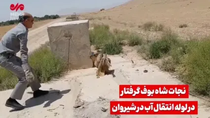 تصاویری از نجات یک شاه بوف از لوله انتقال آب
