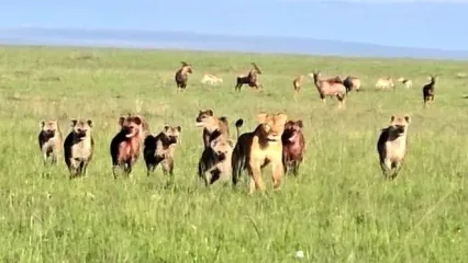 لحظه نجات شیر ماده از محاصره کفتارها