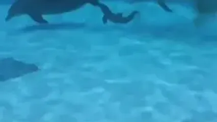 لحظه‌ نادر و شگفت‌انگیز تولد یک نوزاد دلفین