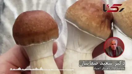 «ماشروم» بازی با زندگی/ آغاز بحرانی روانی که هیچ «سفری» قادر به درمان آن نیست
