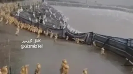 ببینید؛ رفتار عجیب اردک‌ها زیر باران؛ وقتی طبیعت فرمان سکوت می‌دهد