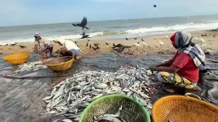 ببینید؛ نگاهی به سنت خشک کردن صدها ماهی در سواحل سریلانکا