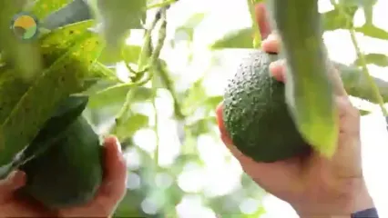 ببینید؛ مراحل کاشت، برداشت و فرآوری ده ها تن کلم بروکلی در مزارع آمریکا
