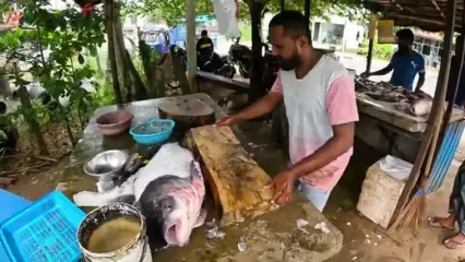 ببینید؛ قدرت دست و چاقو در سریلانکا؛ مهارت استادانه در برش ماهی کاتلای 30 کیلوگرمی