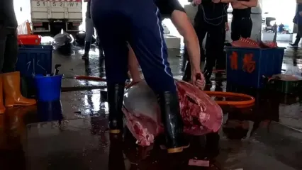 ببینید؛ مهارت خاص ماهی فروش تایوانی در برش ماهی تن 480 کیلوگرمی