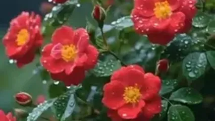 فال ابجد امروز 21 خرداد