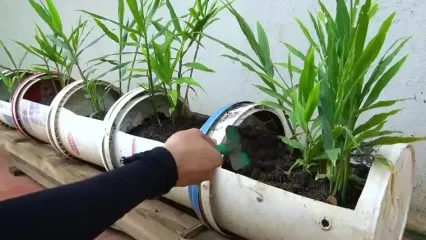 ببینید؛ یک ایده ساده برای کاشت و برداشت زنجبیل در سطل پلاستیکی در خانه