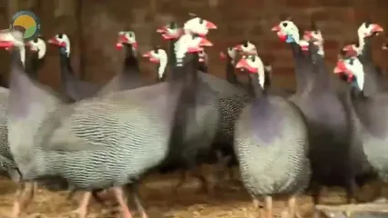 ببینید؛ مراحل پرورش هزاران مرغ شاخدار در مزارع چین