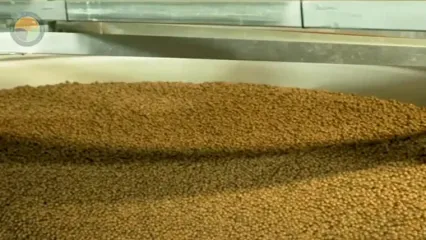 ببینید؛ مراحل دیدنی کاشت، برداشت و فرآوری ماکادمیا گرانترین آجیل دنیا در استرالیا