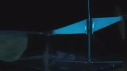 این موجود پشه نیست؛ ریزپرنده است!
