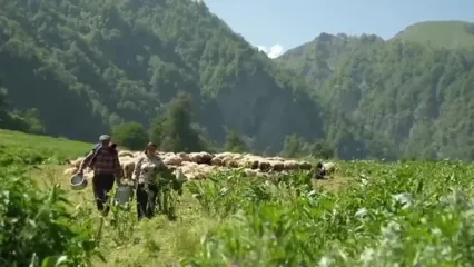 ببینید؛ غذای روستایی در آذربایجان؛ چیدن پشم گوسفندان و تهیه پنیر در طبیعت بهشتی