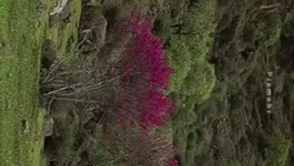 مخمل و ارغوان؛ گوشه ای از زیبایی های بهار خرم آباد ، لرستان
