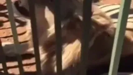 فیلم حمله شیر به بازدیدکننده باغ وحش