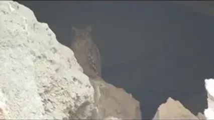 دیده شدن جغد ماهیخوار در این شهر همه را حیرت زده کرد