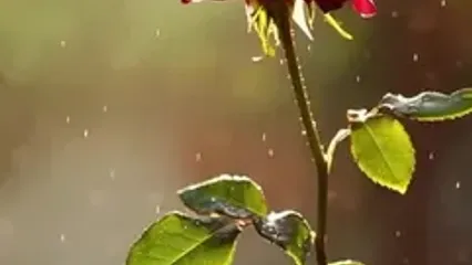 فال نخود امروز + جدول