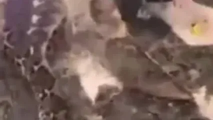 لحظه بیرون کشیدن جسد کشاورز اندونزیایی از شکم مار پیتون! (18+)