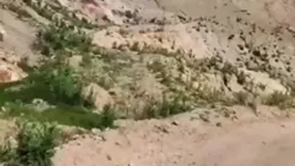 کوهنوردی خرس قهوه‌ای و توله‌هایش در اردبیل
