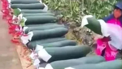 برداشت خربزه‌ ای که فکر می‌ کنید خیار است!