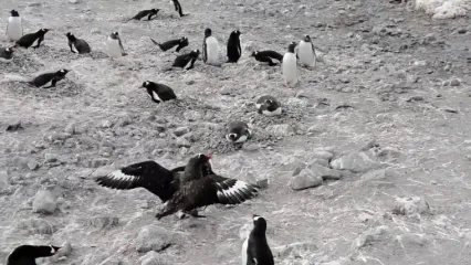 پرنده بی رحمی که جوجه‌ پنگوئن‌ها را زنده‌زنده می‌بلعد!