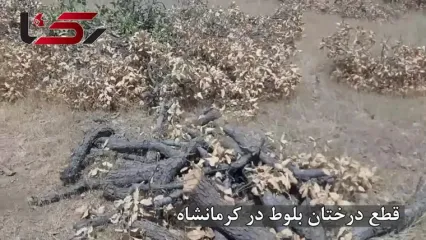 قیمت مرگ بلوط: دو درخت ۵۰ ساله، فقط ۳۰۰ هزار تومان / مرگ تدریجی جنگل‌های بلوط کرمانشاه