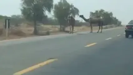 زیرساخت حداقلی در مسیر استراتژیک جاسک به بندرعباس! / جاده ناایمن با شترهای سرگردان و قاچاق سوخت