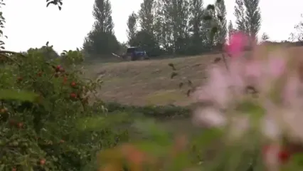 ببینید؛ غذای روستایی در آذربایجان؛ برداشت انگور و تهیه مربا با آن در روستایی زیبا