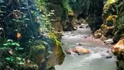 آمازون ایران در دل مازندران!