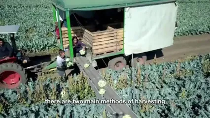 ببینید؛ مراحل دیدنی کاشت، برداشت و فرآوری صدها تن کلم بروکلی در آمریکا
